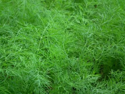 تصویر 2 از بهترین شرایط خرید سبزی شوید خشک صادراتی + قیمت رقابتی